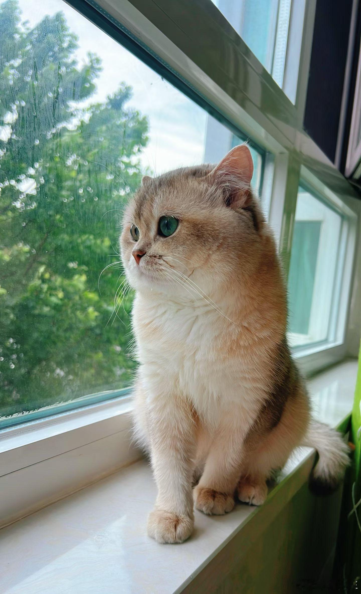 小猫喜欢阴天🌥️ 