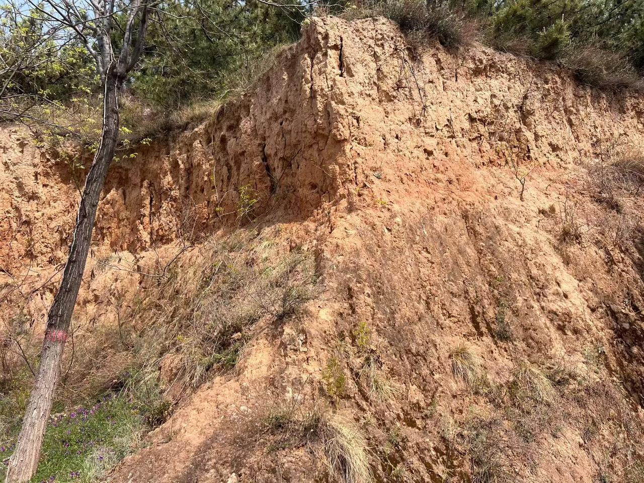 行走在黄土地之间，
忍不住想要扎进土里打个滚！
看到土地感受到的是一种深深的安全