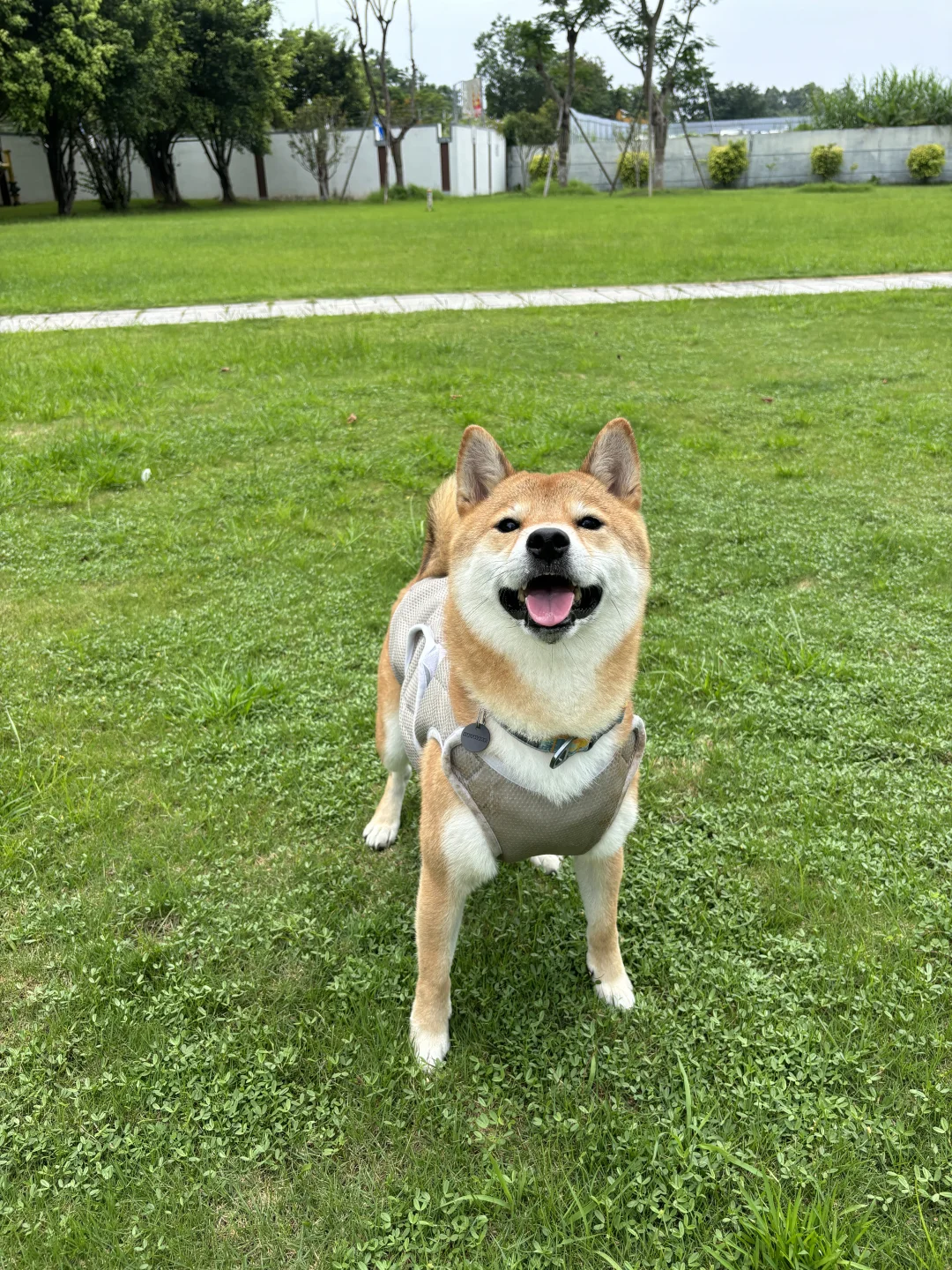记2026第一次犬行为一对一咨询