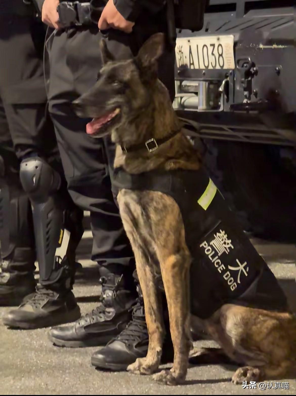 有些英雄，
连牺牲都带着一身傲骨，
看一次心揪一次。公安英烈陈建军，是新中国首位