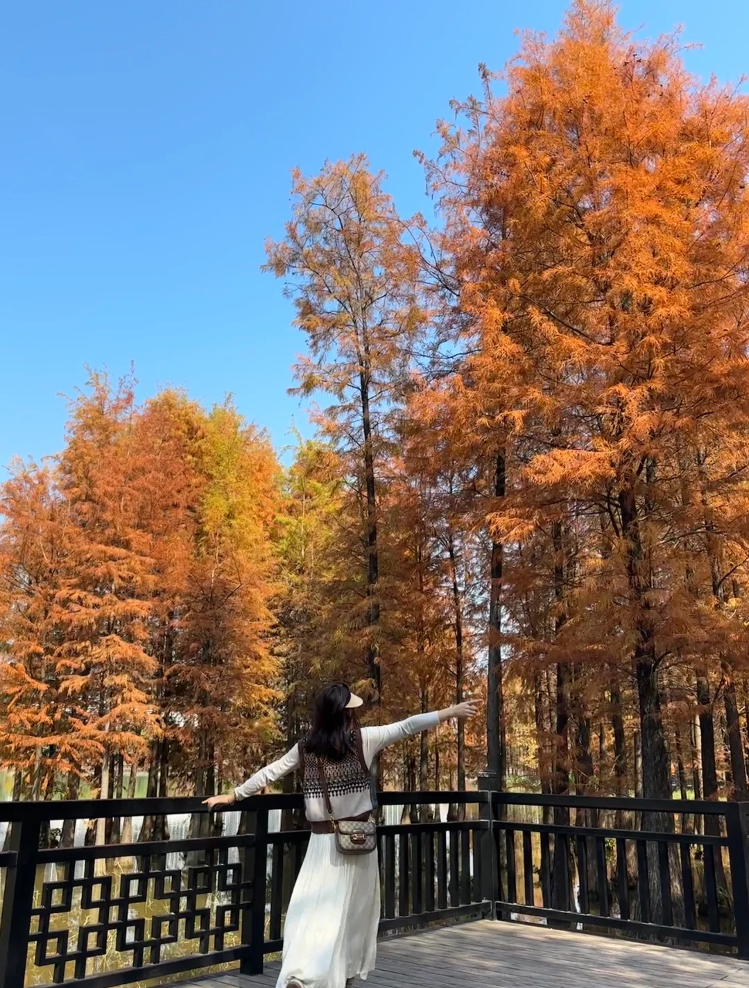 广州这个小众公园🍂落羽杉赢麻了❗️人少出片