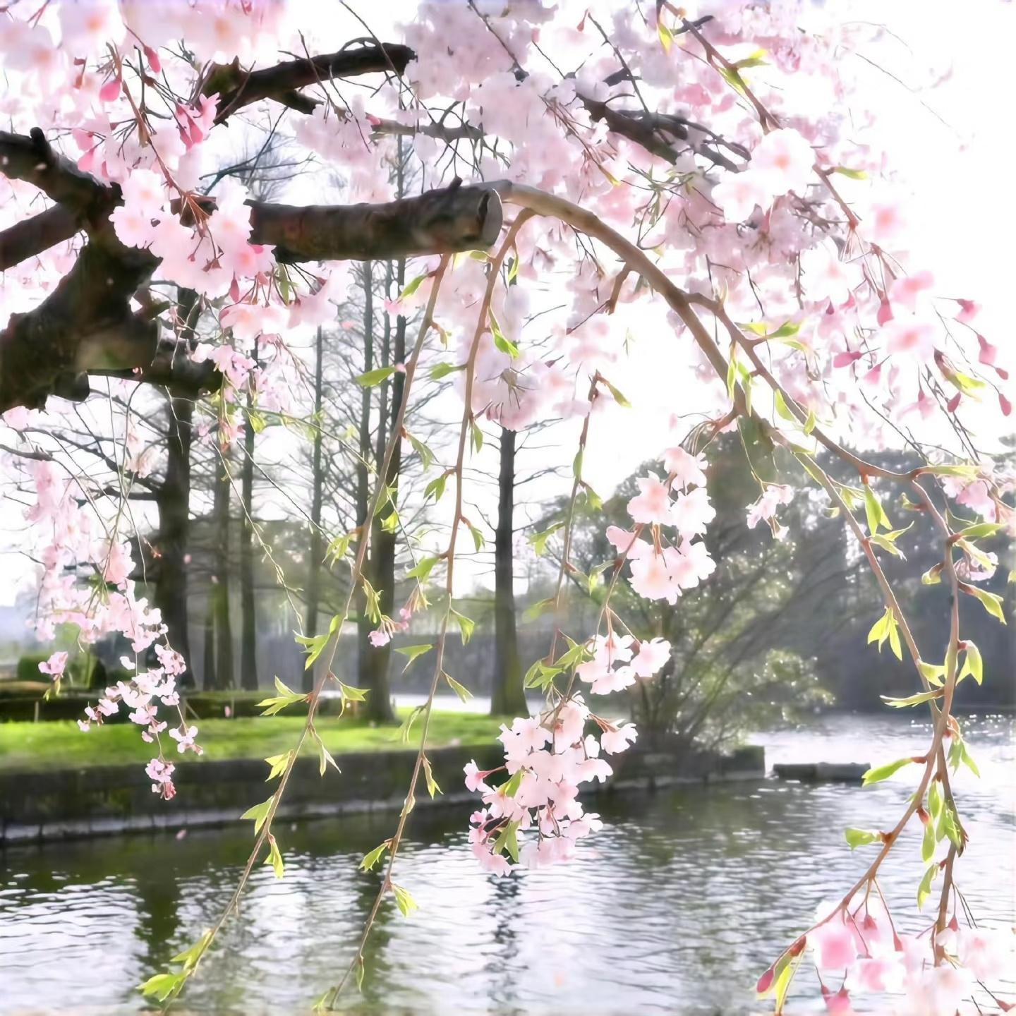 𝐒𝐡𝐚𝐫𝐞丨小众韩系背景图 ​​​｜背景图 ​​​