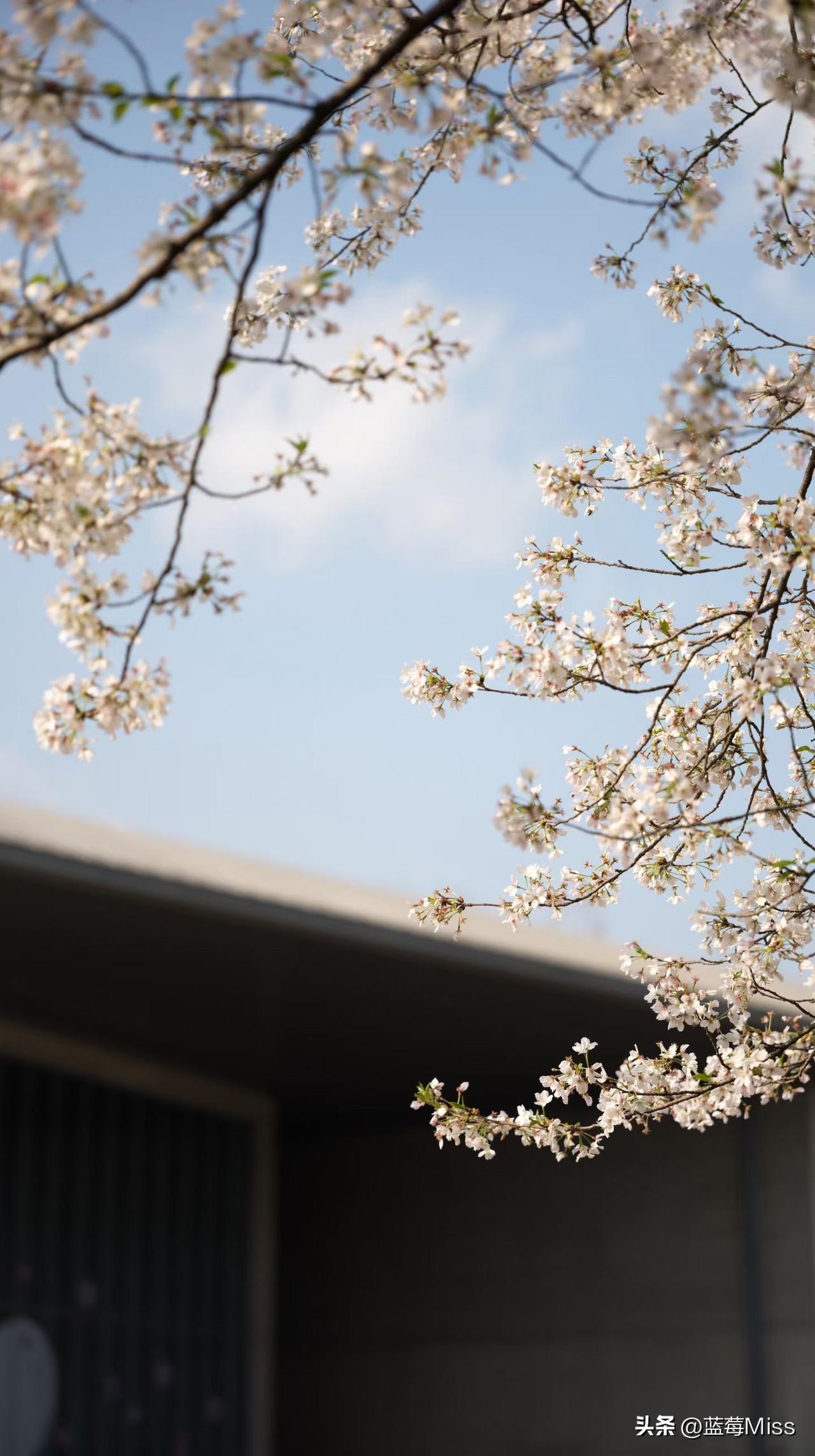 人间最美四月天，这话一点不假。每年四月，阳光暖乎乎地洒下，树枝冒出新芽，花蕾悄悄