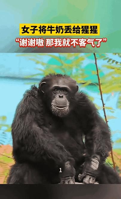 这事儿挺离谱的，有个姑娘假期去了动物园，人山人海的，她走着走着发现有只大猩猩一直