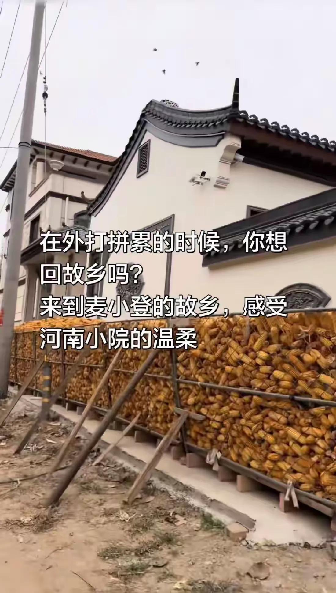 如果网传的这张图片是真的，估计没人能感觉到河南小院的温柔。
从外观上看，的确是麦