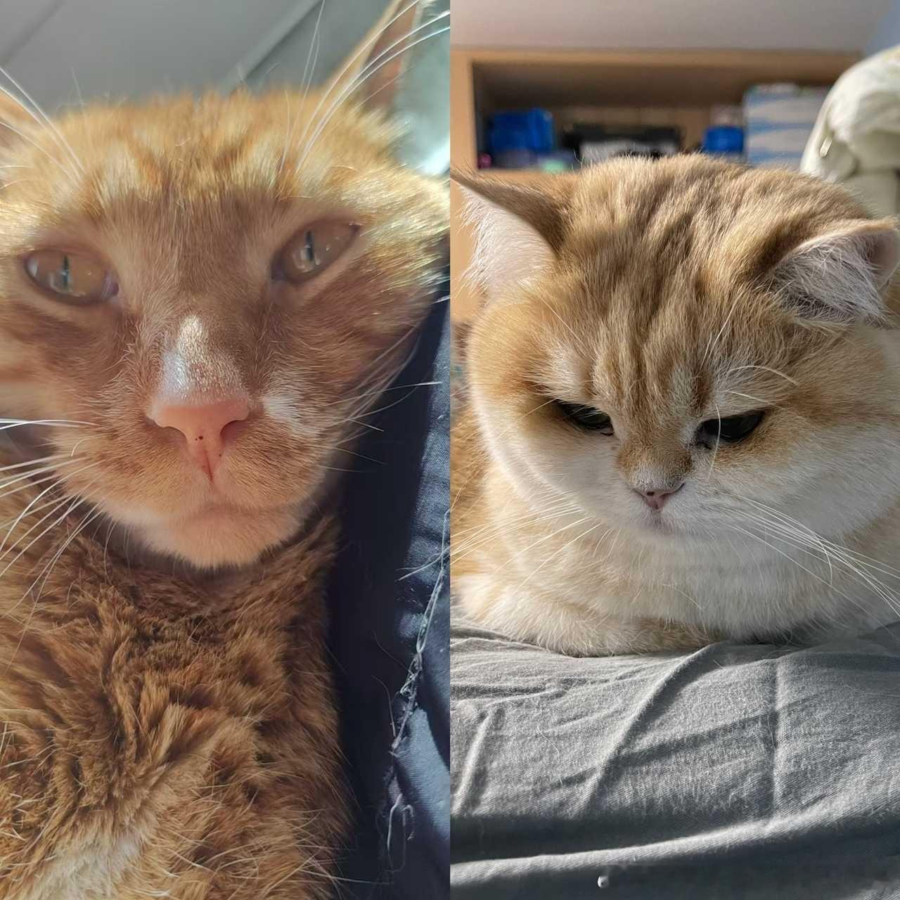 49574【丑猫】和亲友家小猫合照 