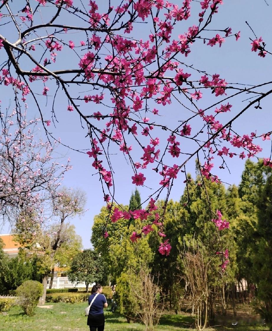记得去年去洛阳王城公园，看到了好看的花。爱拍照的我选取了很多角度去拍，每一幅都很
