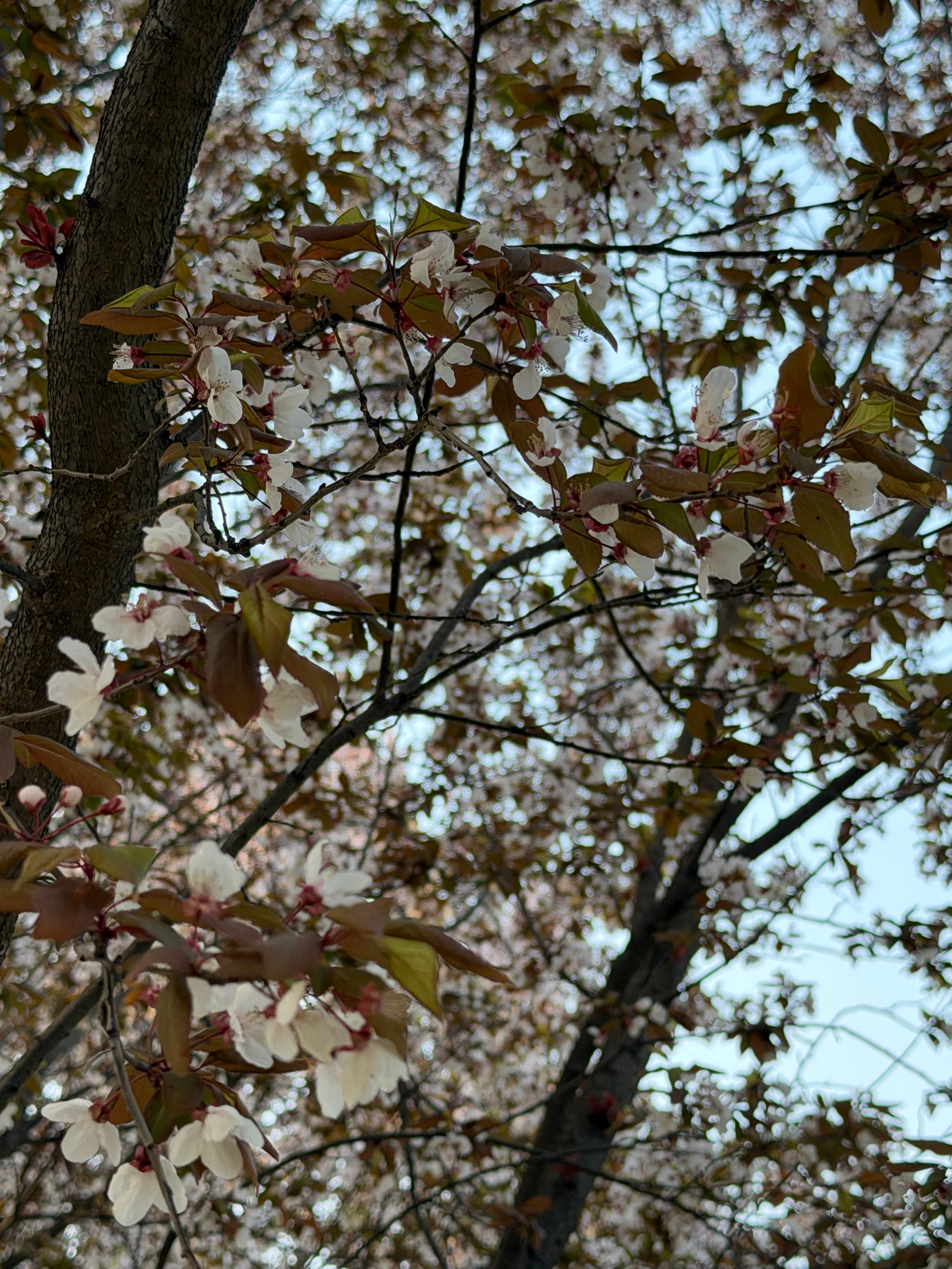 花花味的春天 又可以出门玩滑板还可以在户外吃好吃的最重要的是能坐在树下发呆一下午