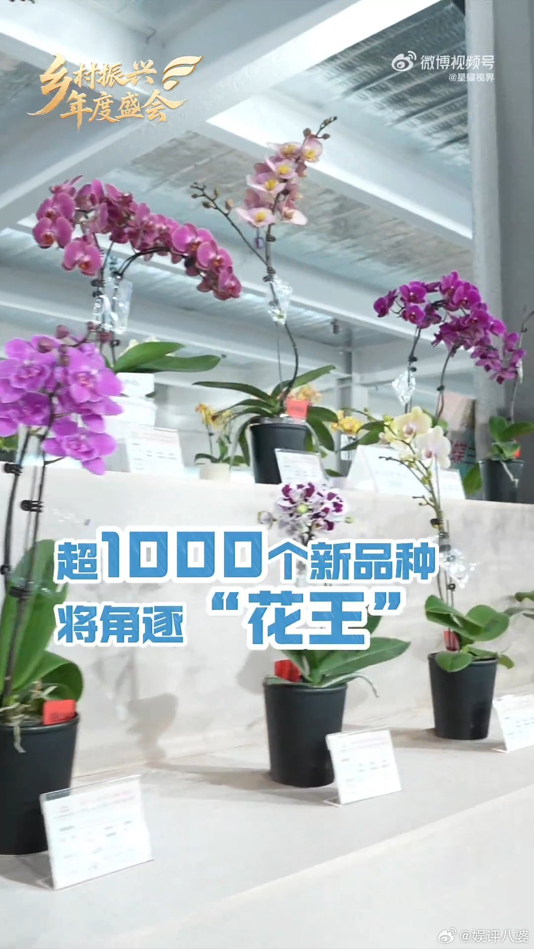 蝴蝶兰成为花王需要闯过七道关口2026海峡两岸（漳浦）蝴蝶兰新品种展盛大开幕！超