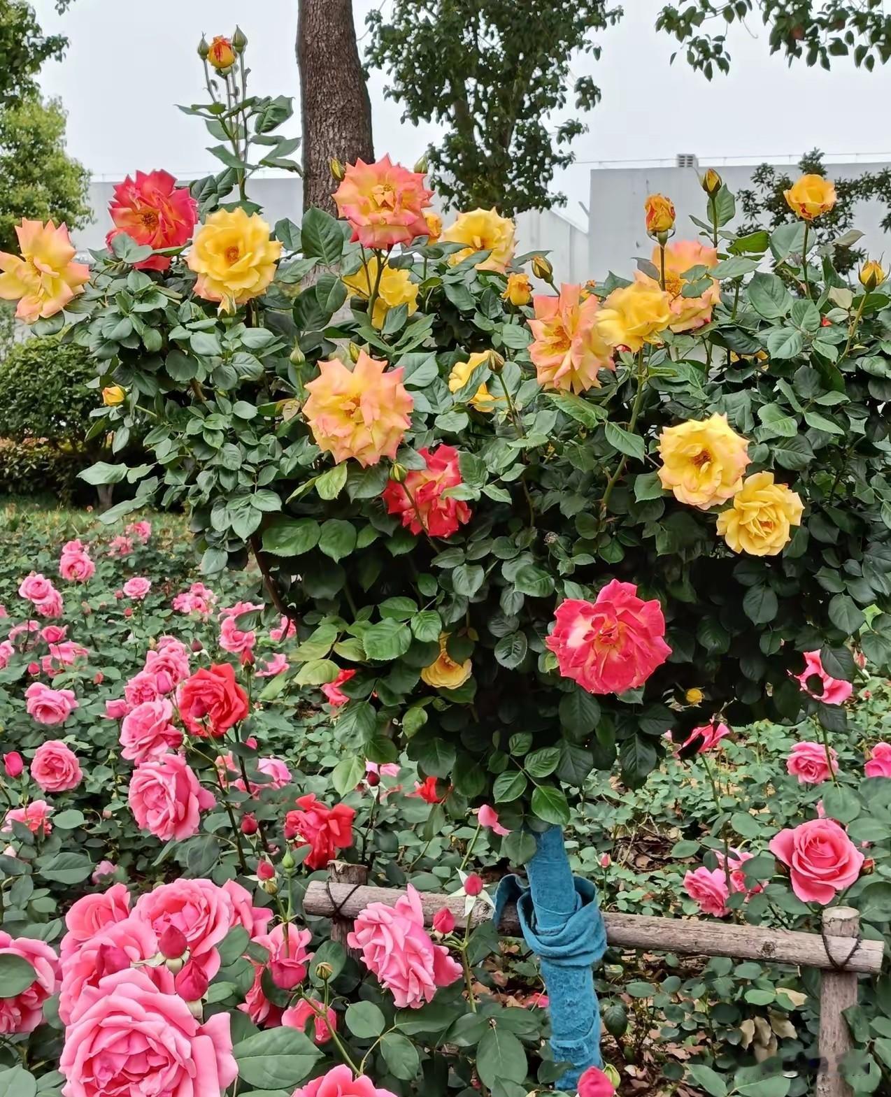 老人啊！请停下你匆忙的脚步，想通透点，该享受清闲的生活了！

“辉嗲，从没看到你