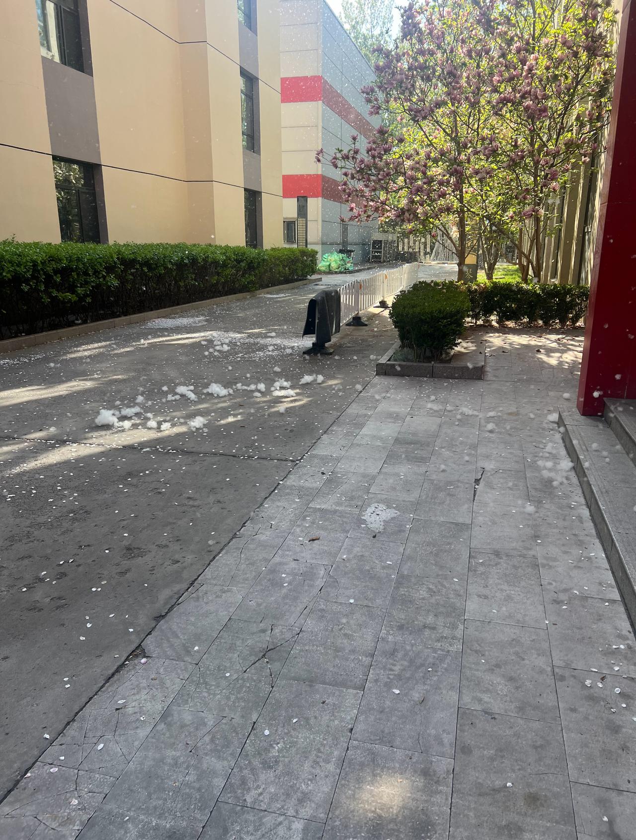 四月飞雪的雪
出门快窒息
太阳一落山就好
神奇大北京
快被柳絮逼疯了北京街头杨柳