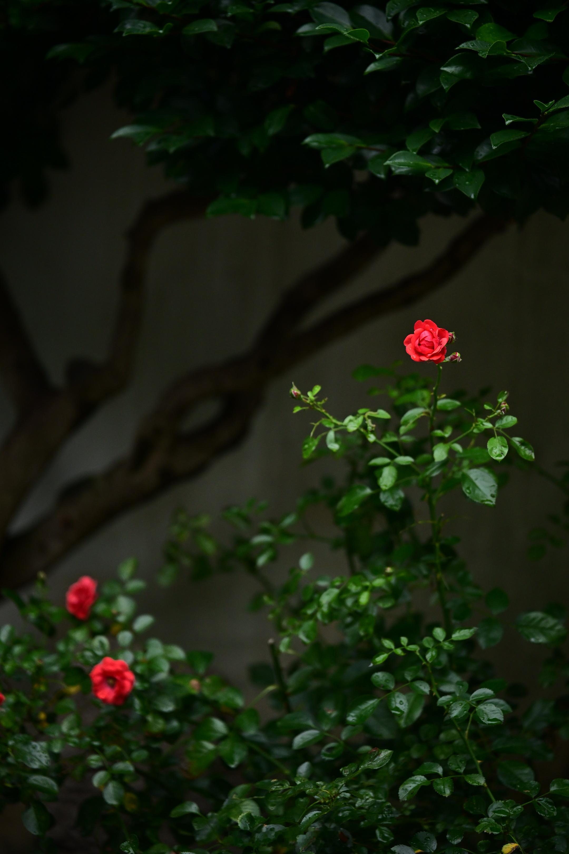 『美就够了』人间存一角，聊放侧枝花。欣然亦自得，不共赤诚霞￼。—— 汪曾祺 