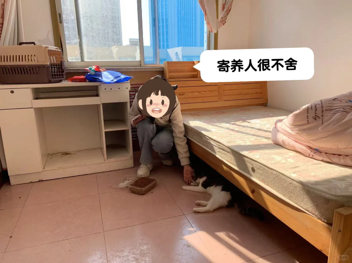 没有手猫妈妈启程来北京】终于，没有手猫妈妈要来北京了，过程太曲折，感谢...