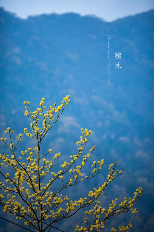 檫木花|Sassafras tzumu (Hemsl.) Hemsl.