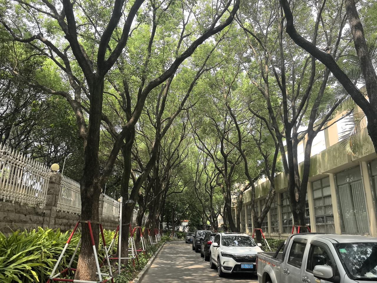 是不是很有树张力。。。[呲牙]