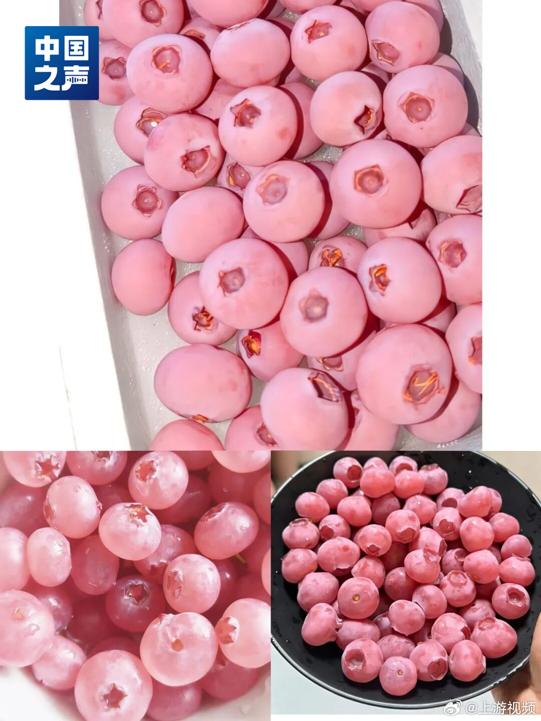 【#粉色红色黄色蓝莓正在研发中#】近日，“粉色蓝莓”凭借梦幻外观走红，售价被炒至