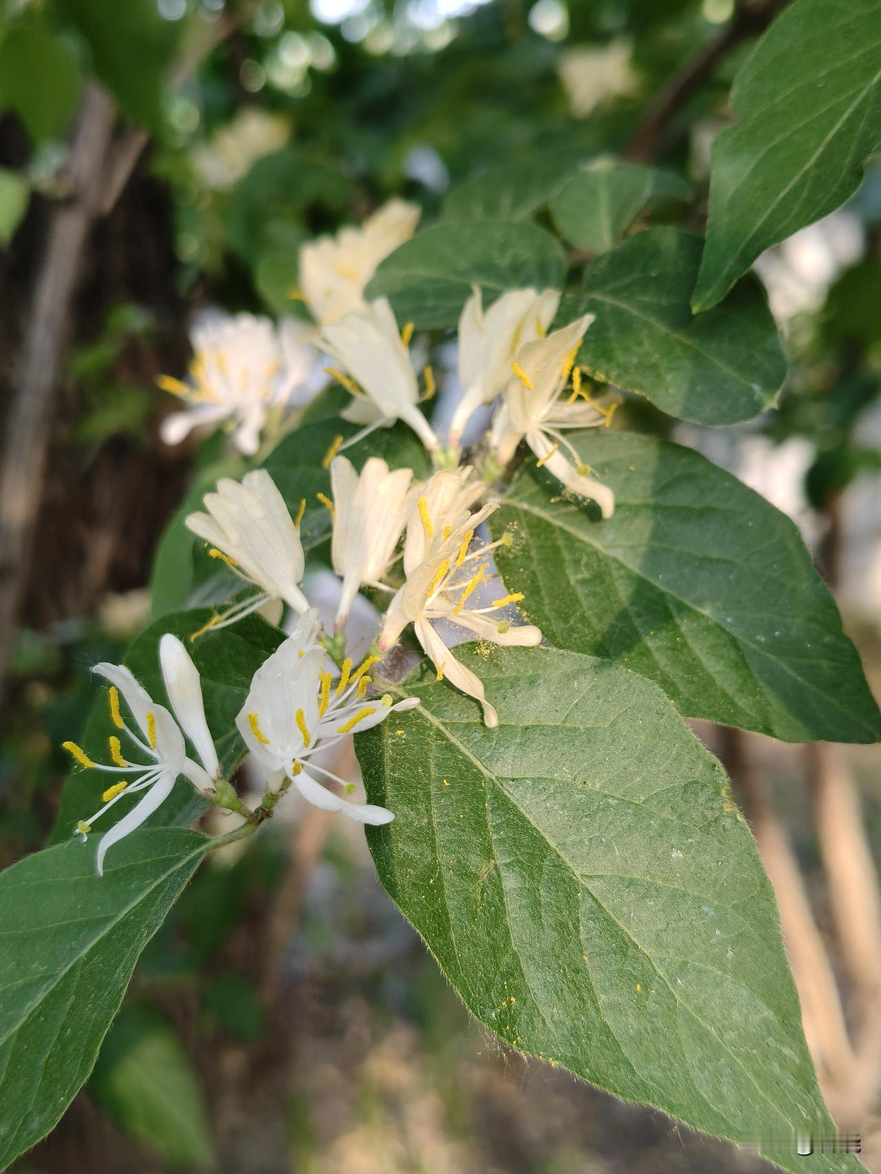 ＃每日赏花＃
金银花
晚饭后于公园漫步，金银花已然满枝绽放，满树闪耀着金银光华。