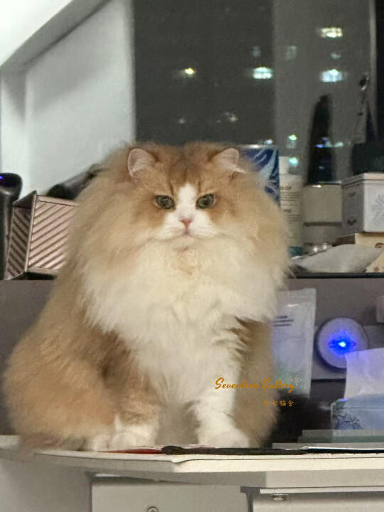 拾七家长秀｜金加白长毛✨