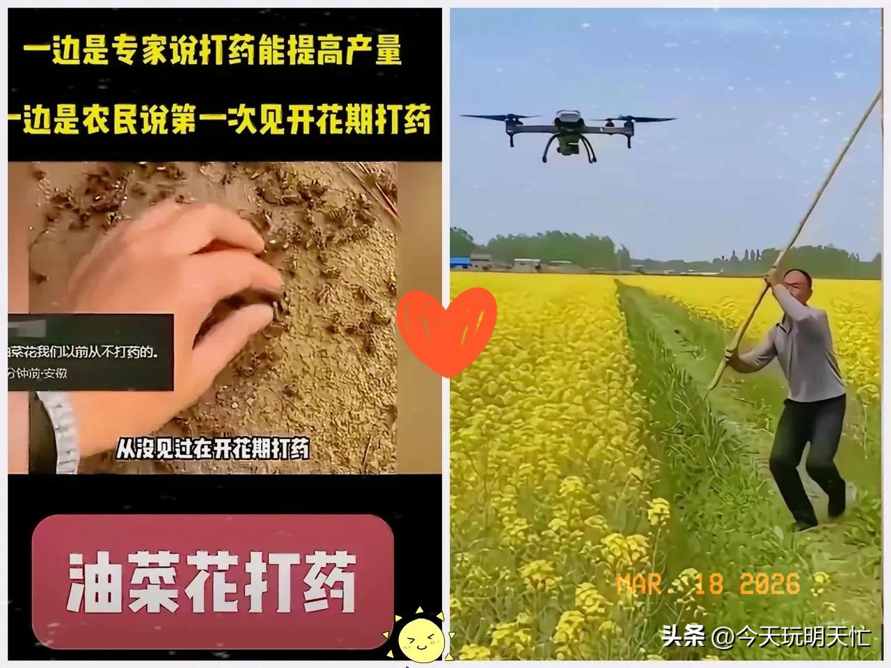 公安部刚发了最新通告，专门针对蜜蜂大量死亡这件事，重拳严打涉农药犯罪，看完真的觉