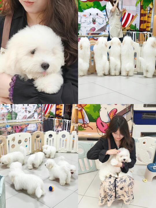 中街吾悦｜和棉花面纱狗狗疯狂贴贴❤️