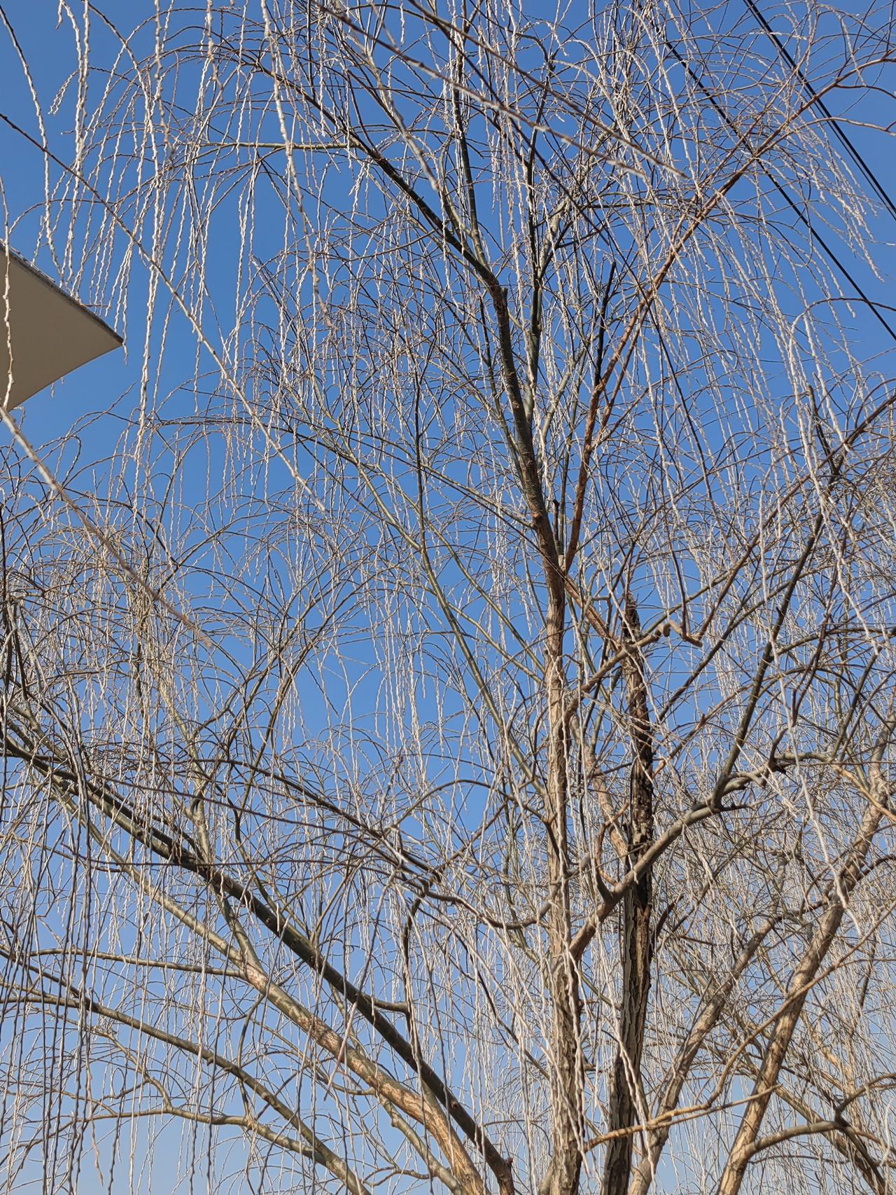 明明都快开春了，却还能看见这样温柔的雪，有点意外，又有点惊喜。不像冬天那么冷冽，