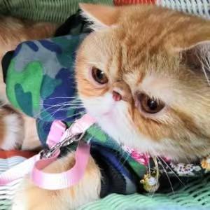 我的毛孩太好看，没看住，溜出家门，我家在七楼。发现了就马上去找，不超过两个小时。