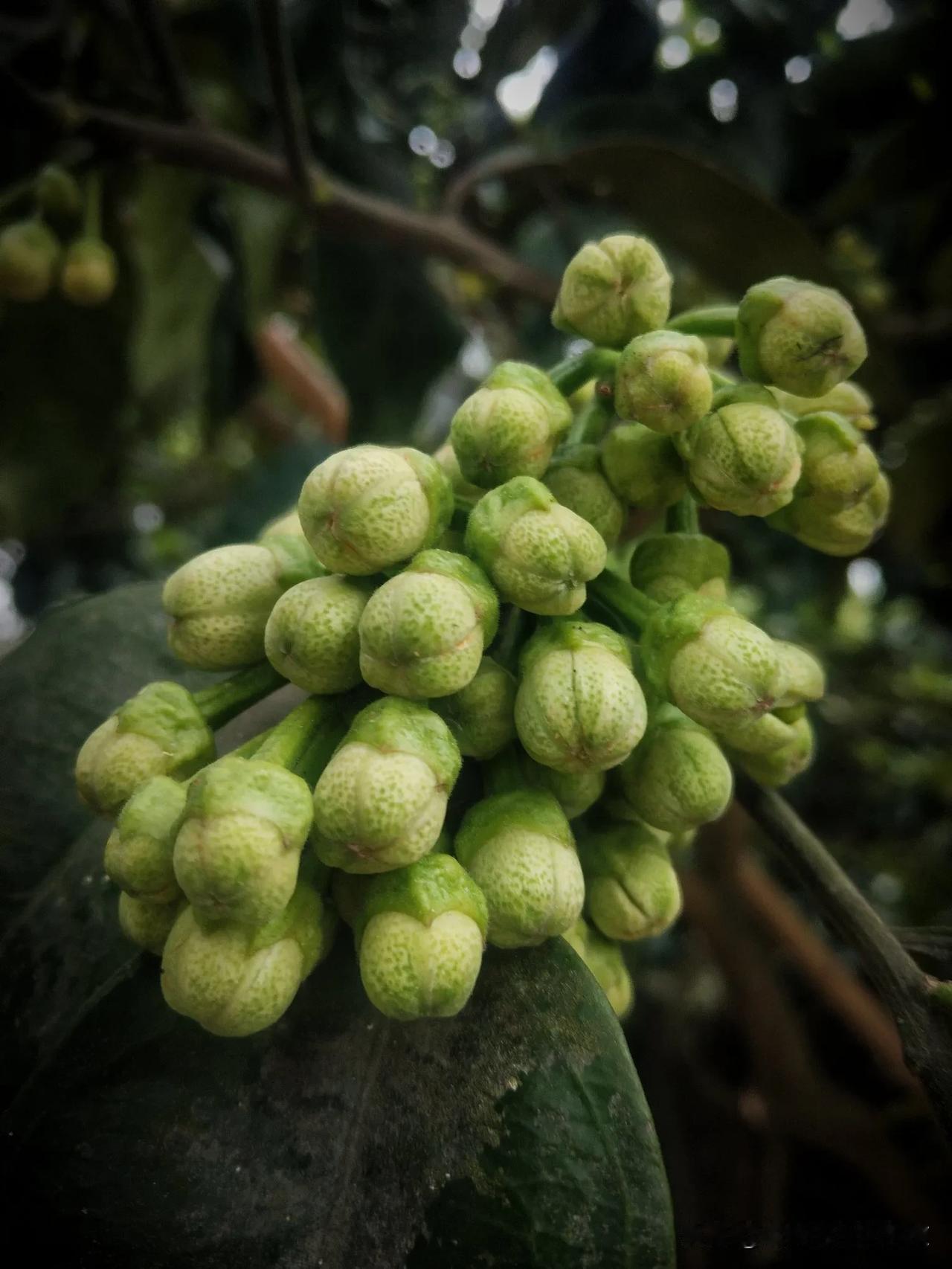 果园里的花儿都开了，李子花、樱桃花已落，挂着碧绿的果实招人期待。倒是橘子、柚子的