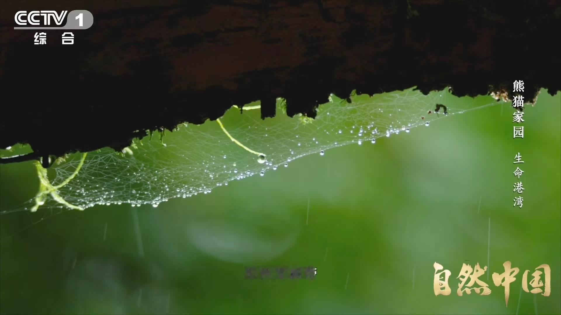 四川山上有个大水龙头四川一边出餐大熊猫一边吃 云海翻涌的雪宝顶，是大自然的水利工