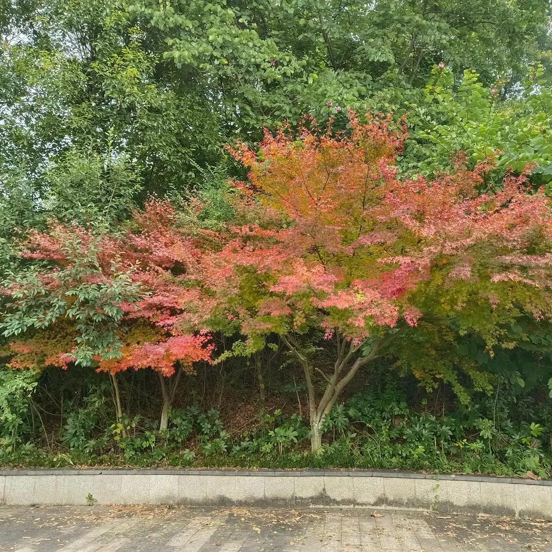 秋意渐浓，枫叶红艳如火，静享秋日美景。枫叶红时秋景美 秋日红叶林 秋日枫叶林 金