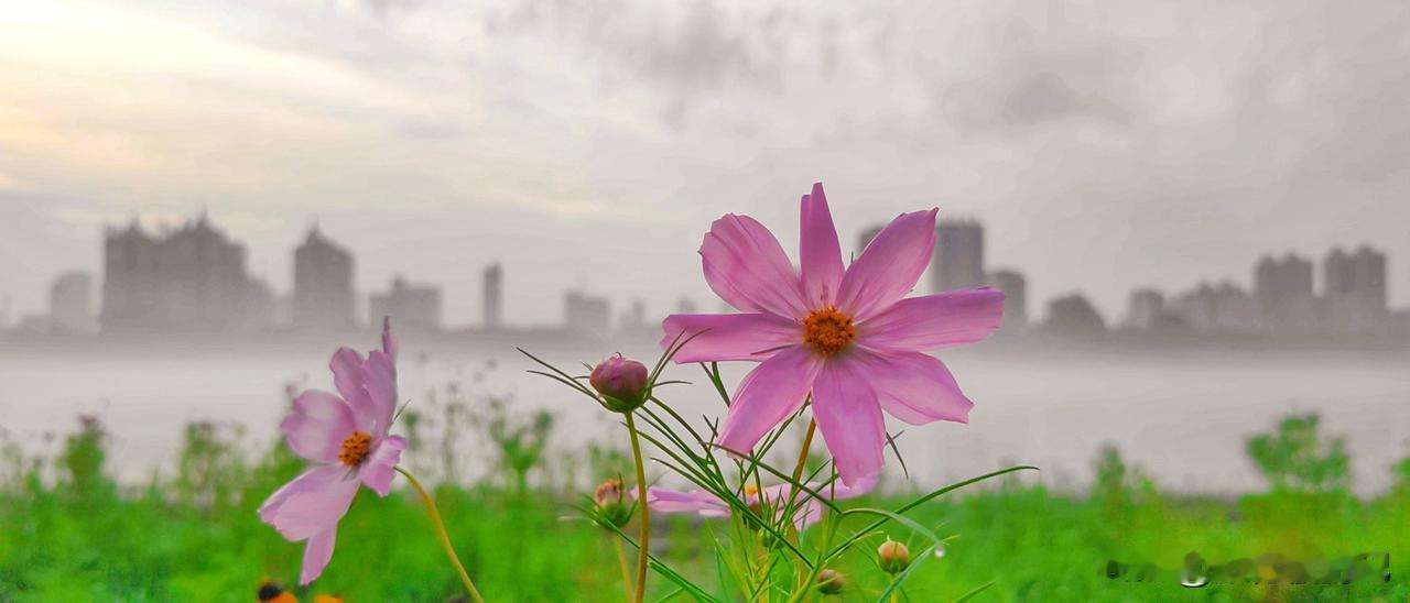 晒图笔记大赛松花江畔，晨雾轻绕，格桑花隐现其间，柔瓣承露，绽若星河，于朦胧中添一