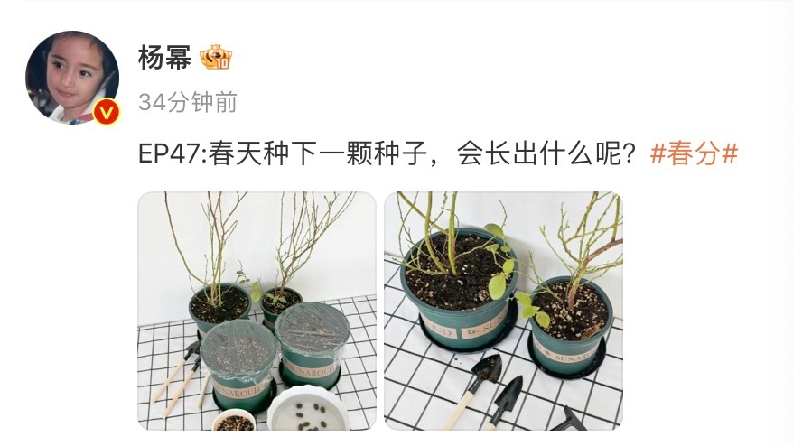 杨幂[超话]杨幂春分节气营业分享了自己春分种种子的图片，节气博主幂又上线啦！[送