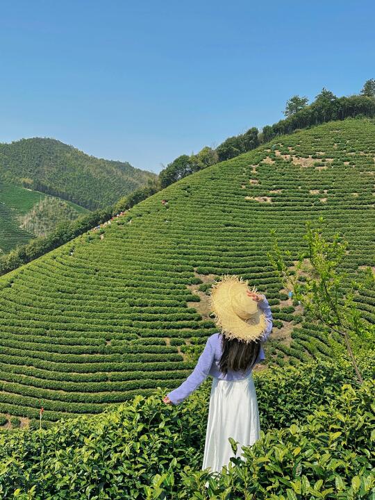 上春山🍃吸氧的一天 进了茶山仿佛进了画里！