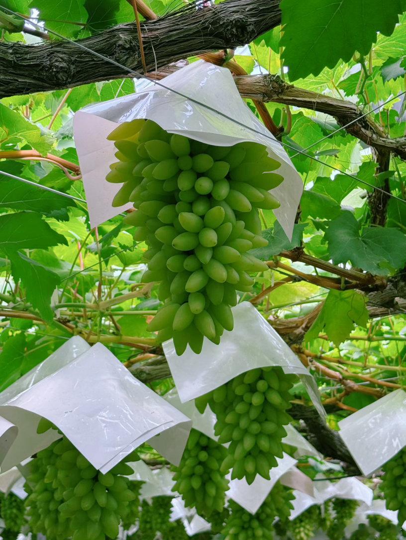 抬头望葡萄🍇低头吃ほうとう🍜 ​​​