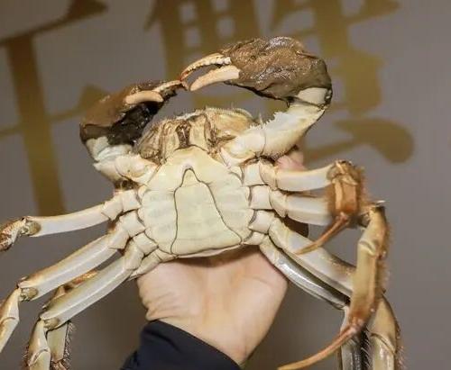 哎哟！第二届阳澄湖评出来的“蟹王蟹后”可真不是盖的！蟹王足足有521.6克，超过