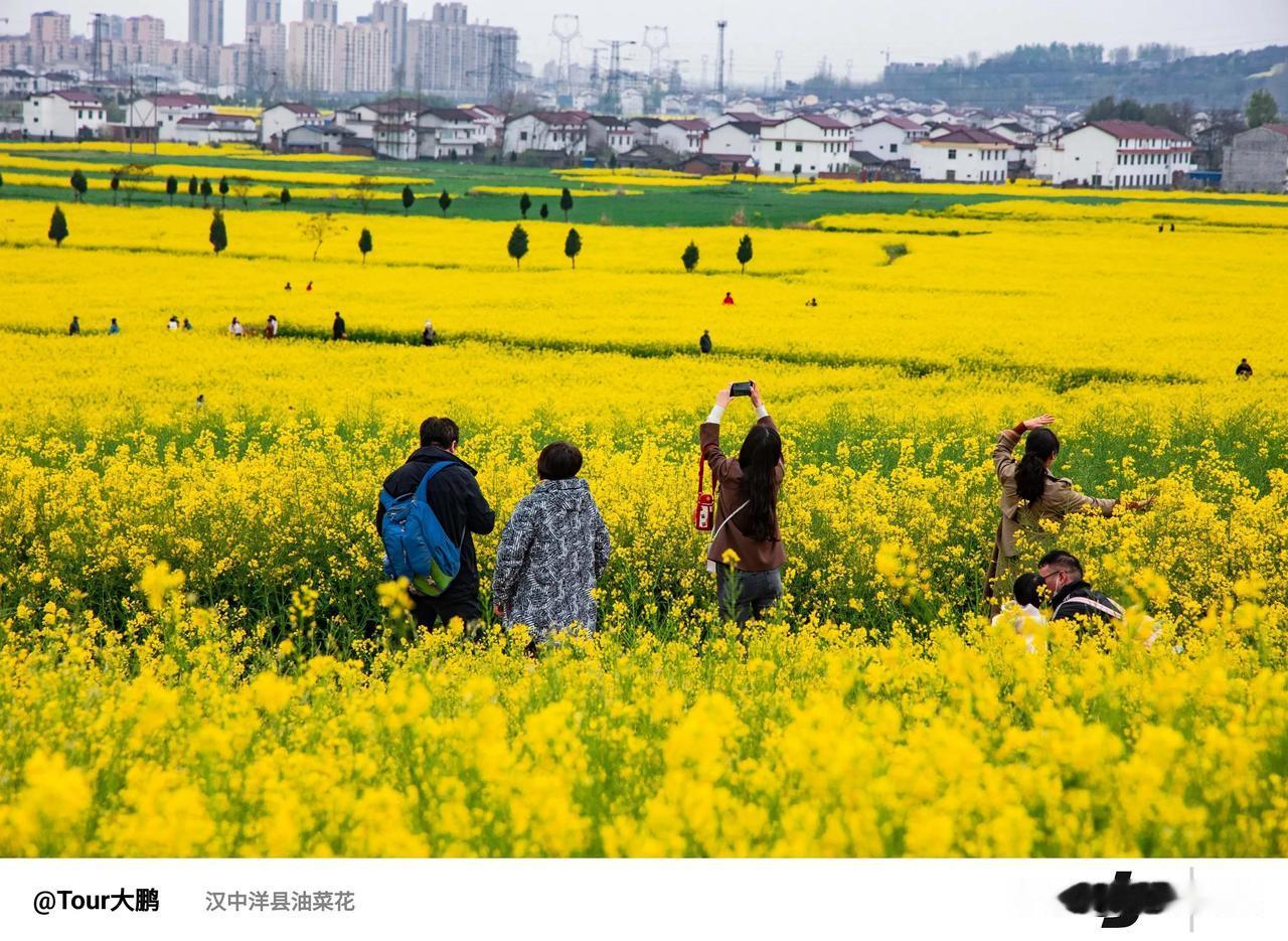 【金色花海美景如画 邀您共赏洋县油菜花海】🌼

💖每年的三四月份，一定要来汉