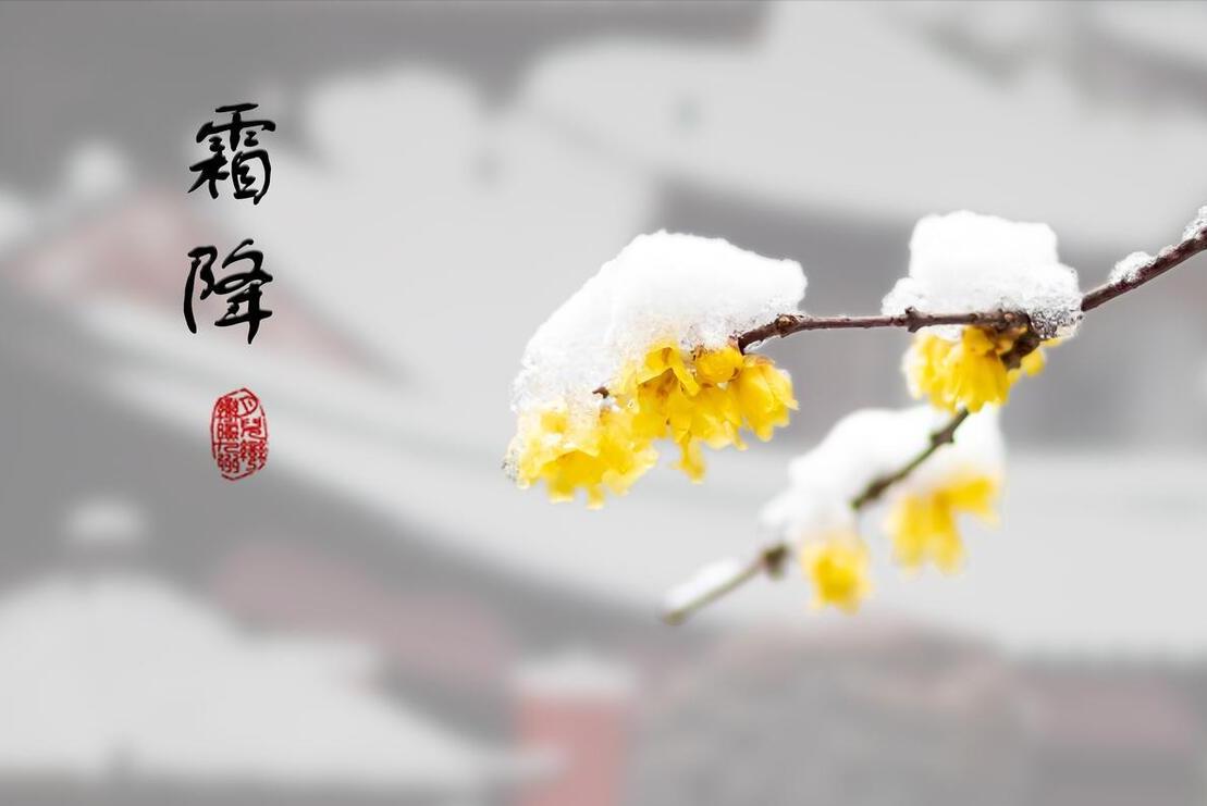 明日霜降，老话说“重阳不生火，霜降不降霜”，分别是啥意思？
明日霜降，是秋季的最