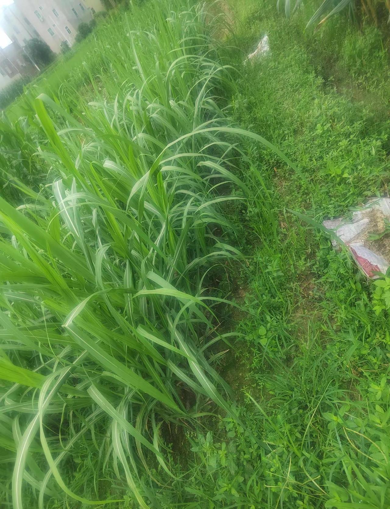 说好的暴雨呢？雨到哪里去了？被哪个渣男又吹跑了！你再不下点过来，我都要热死了
