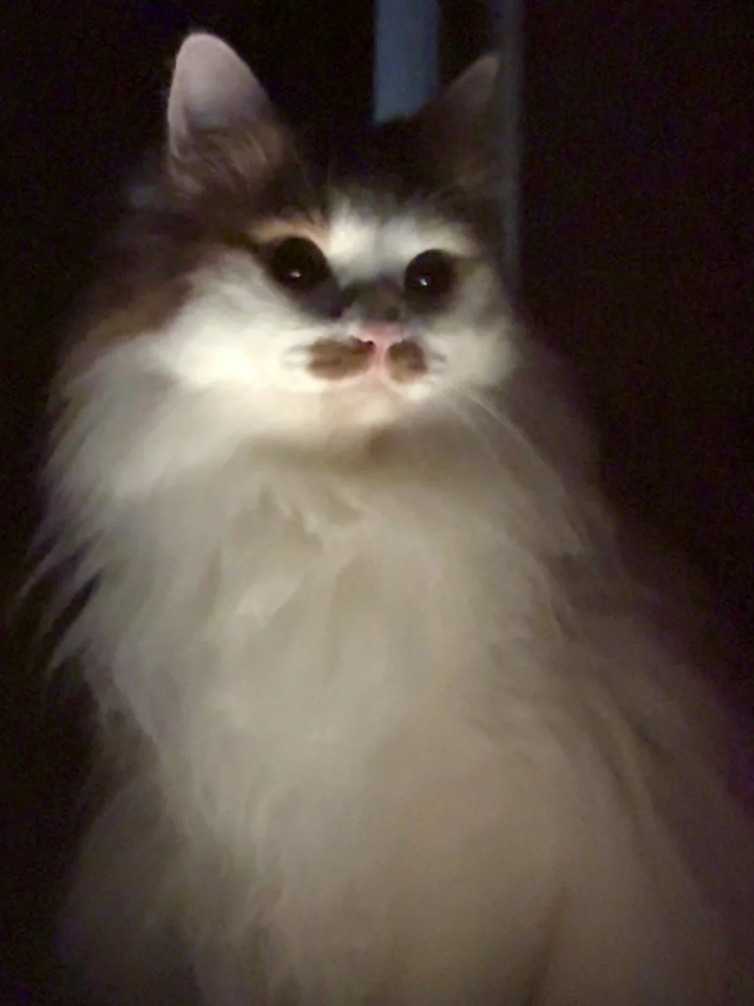 谢谢小猫的夜间守护天使小猫咪