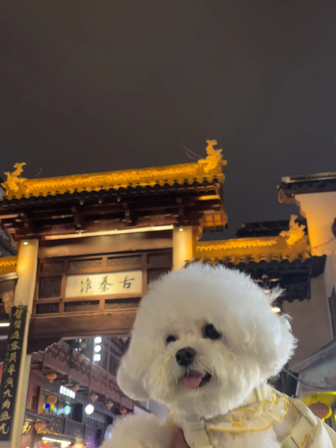 小狗出游〰️南京站📍