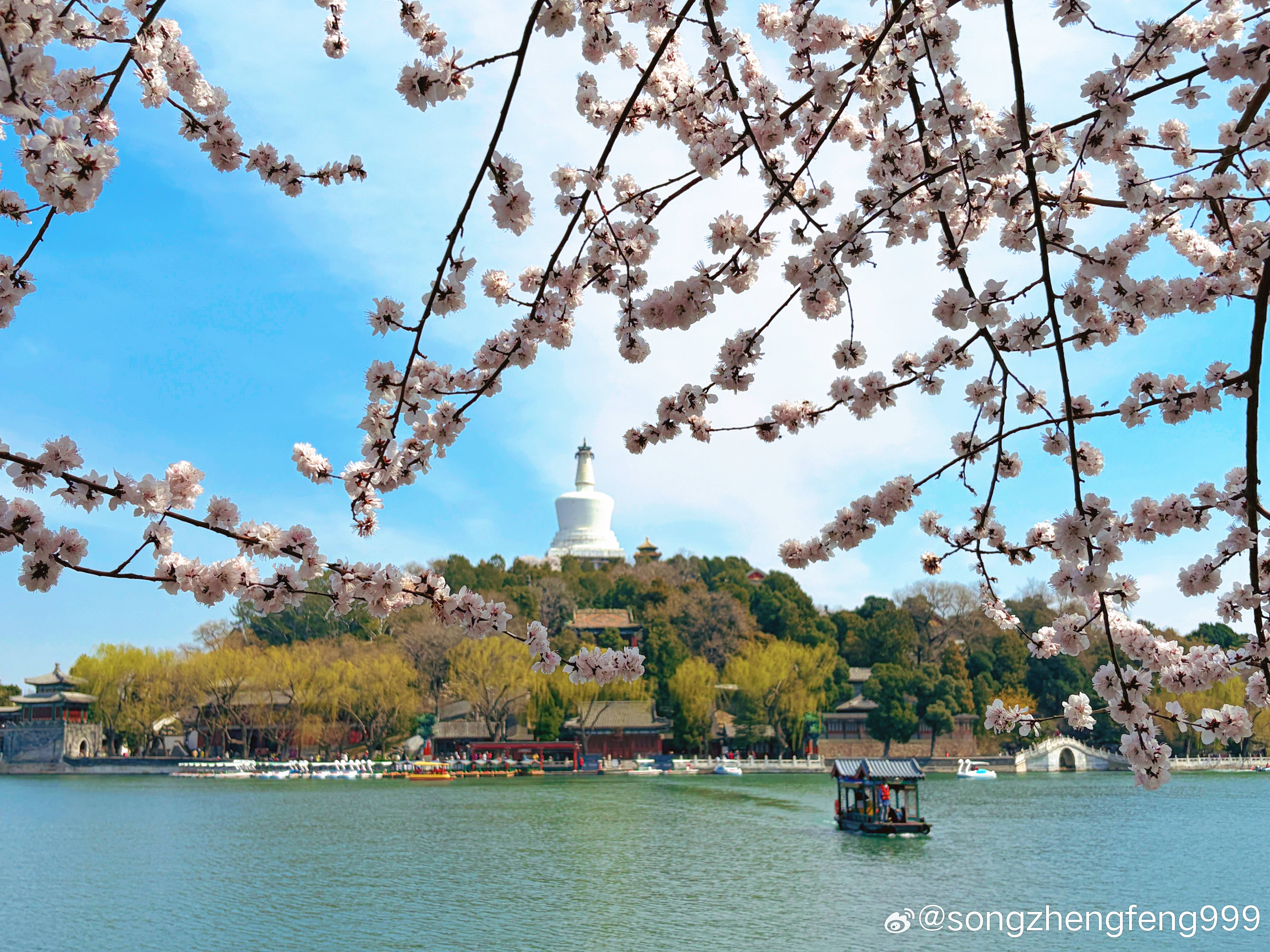 北海春和景明，桃花盛开 摄影