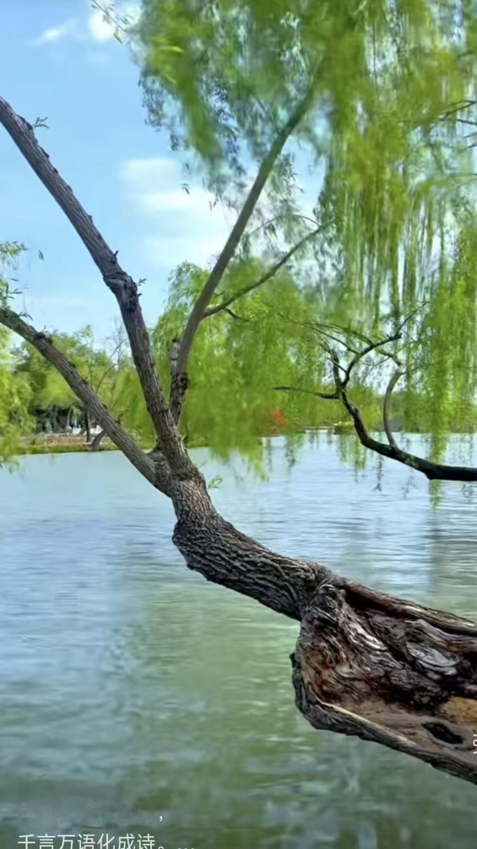 春柳
东风吹醒万千枝，
倒挂江心钓一池。
从此闲情付流水，
只吟春韵不吟诗。