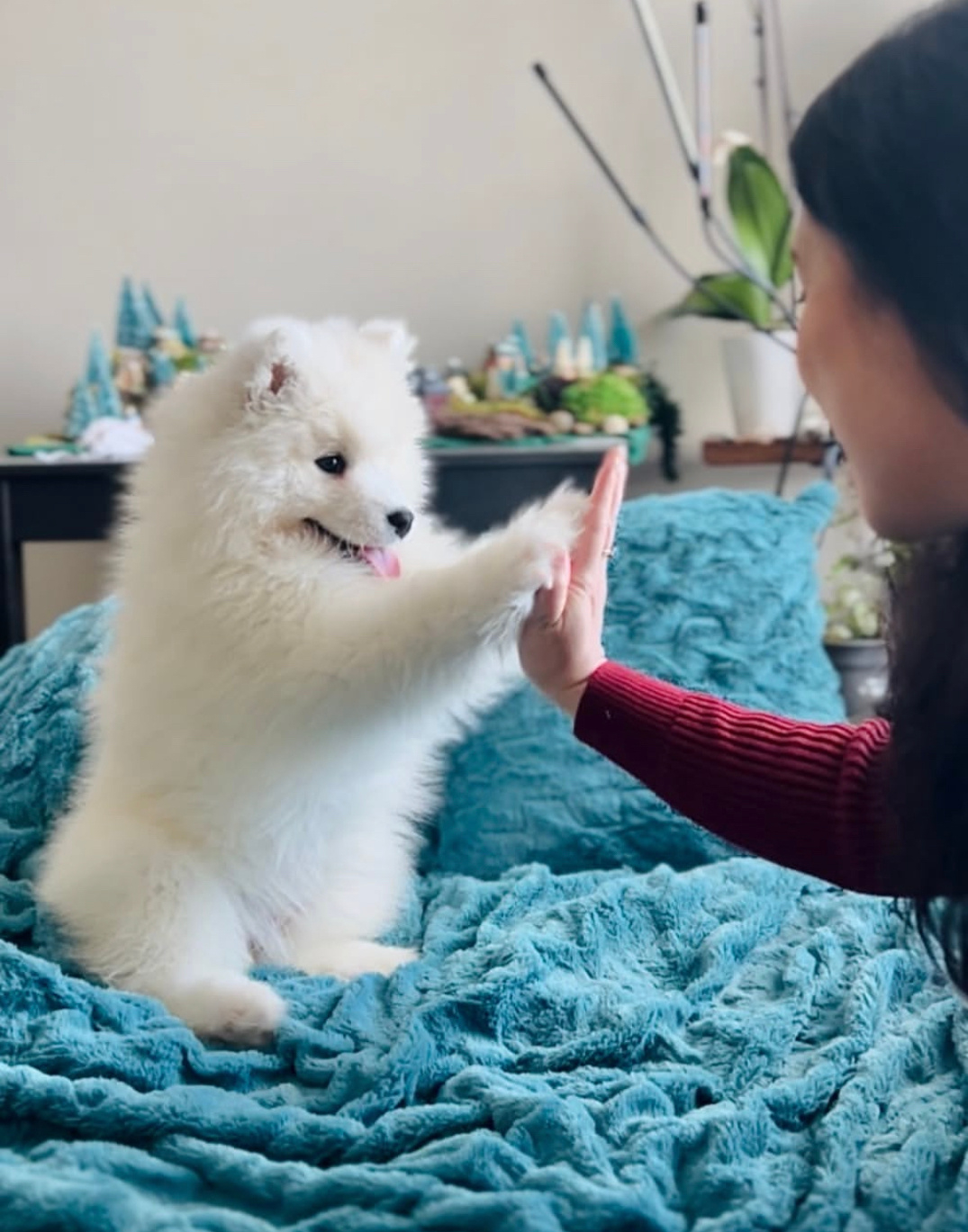 和小狗续约了，约定2026年要继续好好地在一起 