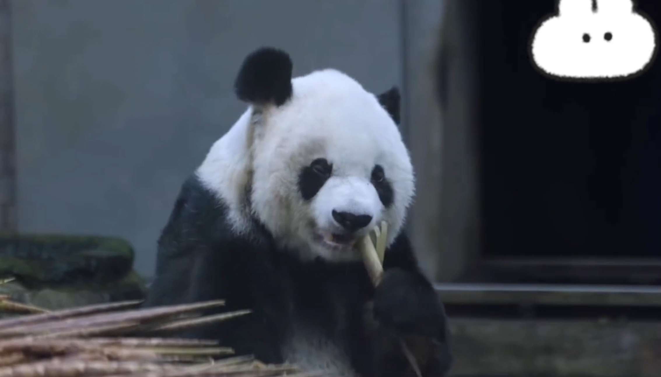 《熊猫奇遇记》第一季里熊猫们的撒娇卖萌太绝了，第二季即将上线，又有新萌点， 一起
