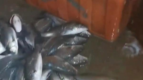 今年9月曝光的水产市场商户使用丁香酚麻醉剂运输活鱼事件，确实引发了公众和业内的关