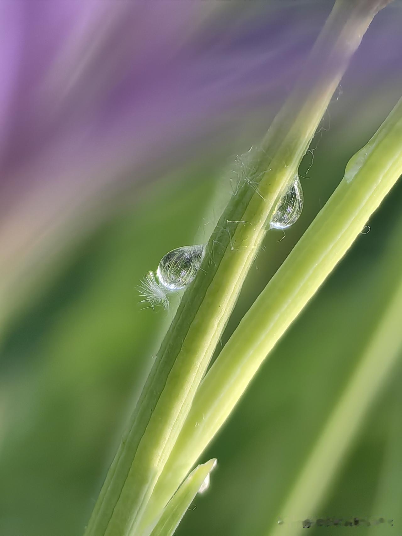 分享一张我拍摄的花，您看到花在哪里了吗？