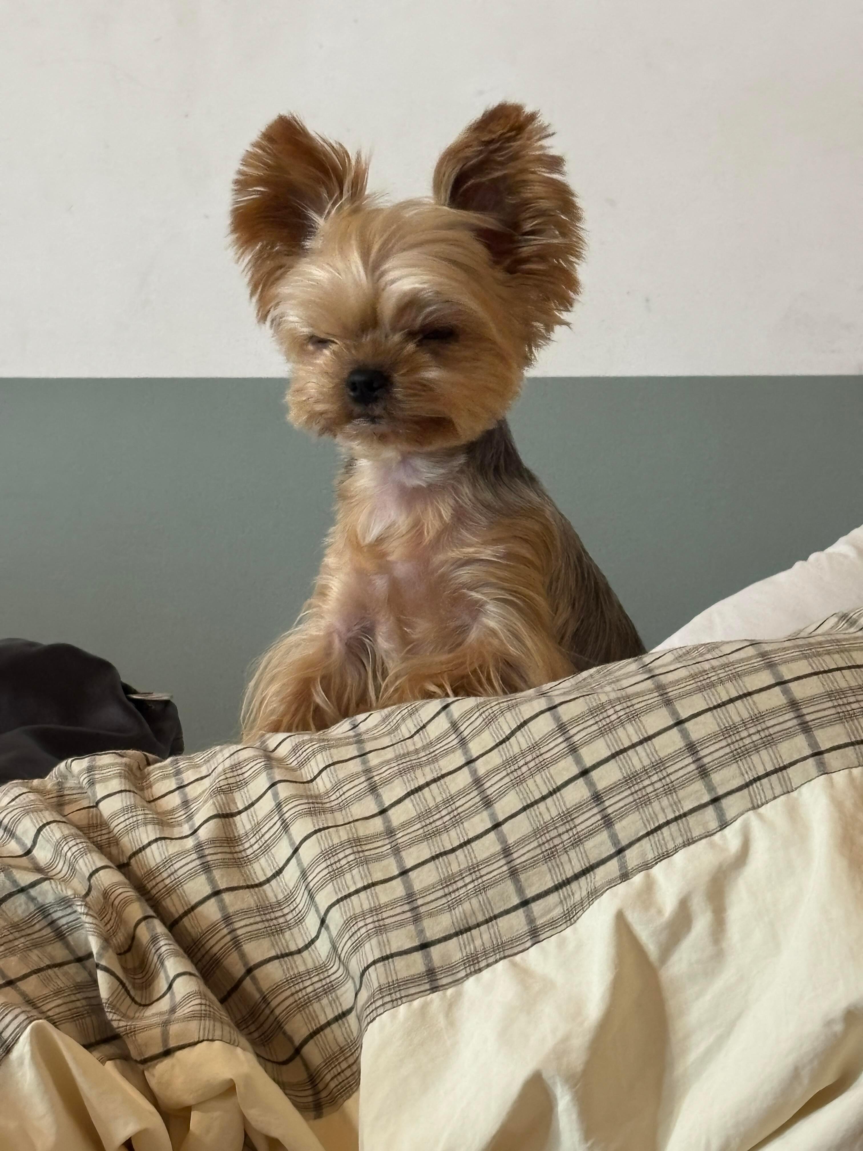 张婧仪 🔖 仪则剪报 2026年7月26日「最近的最近🐶小狗狗的两幅面孔歪头