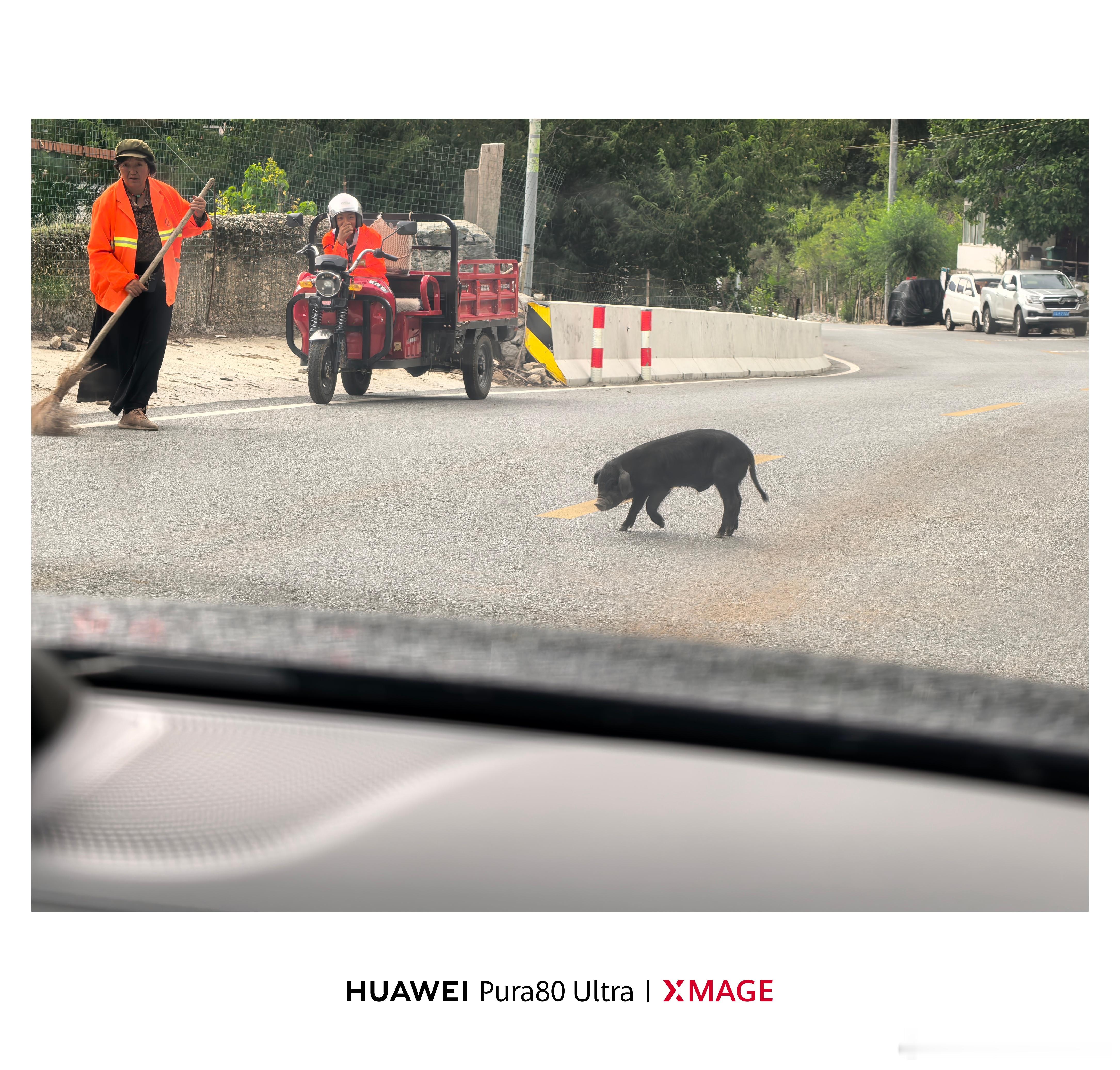牛牛逛马路就算了，猪猪也逛马路[允悲] ​​​