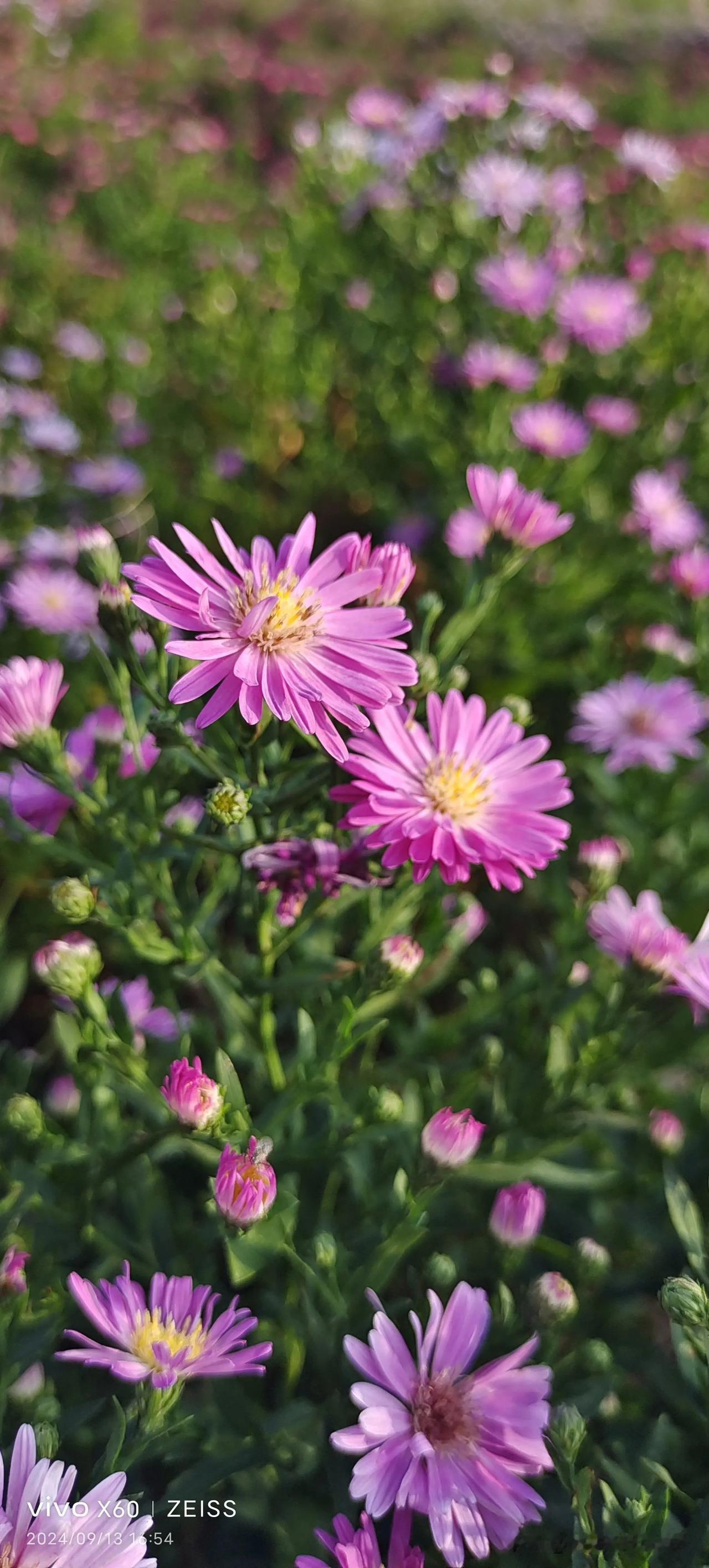 #看看你手机里的菊花#