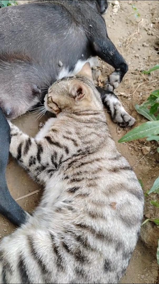 猫脸都让你丢尽了[擦汗]