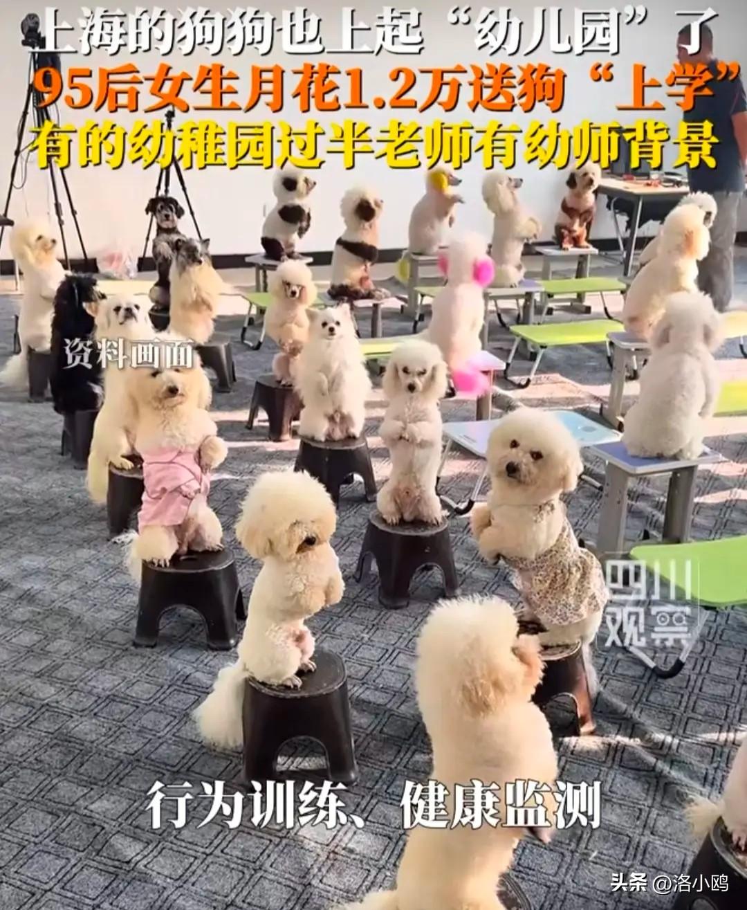 95后女生花1.2万元送狗上学，这几个字分开读可以，合在一起好想骂人。

这个世